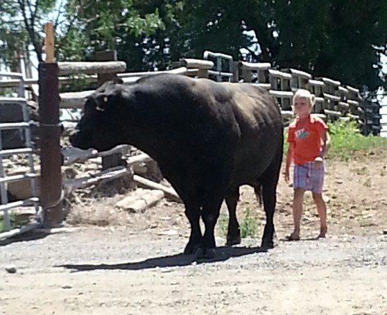 Pepper (shown) and Anna helping pull Billy from the cows. 