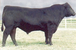 Connealy Danny Boy [ AMF-CAF-DDF-M1F-NHF ] Reg. No.: 13966936 Calved: 3/20/2001 Tattoo: 1654