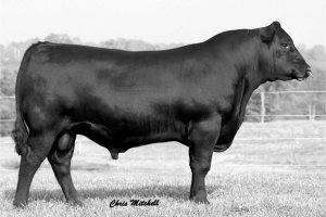 EXAR Expand 1241 13808820 Born: 2/1/2001 Tattoo: 1241