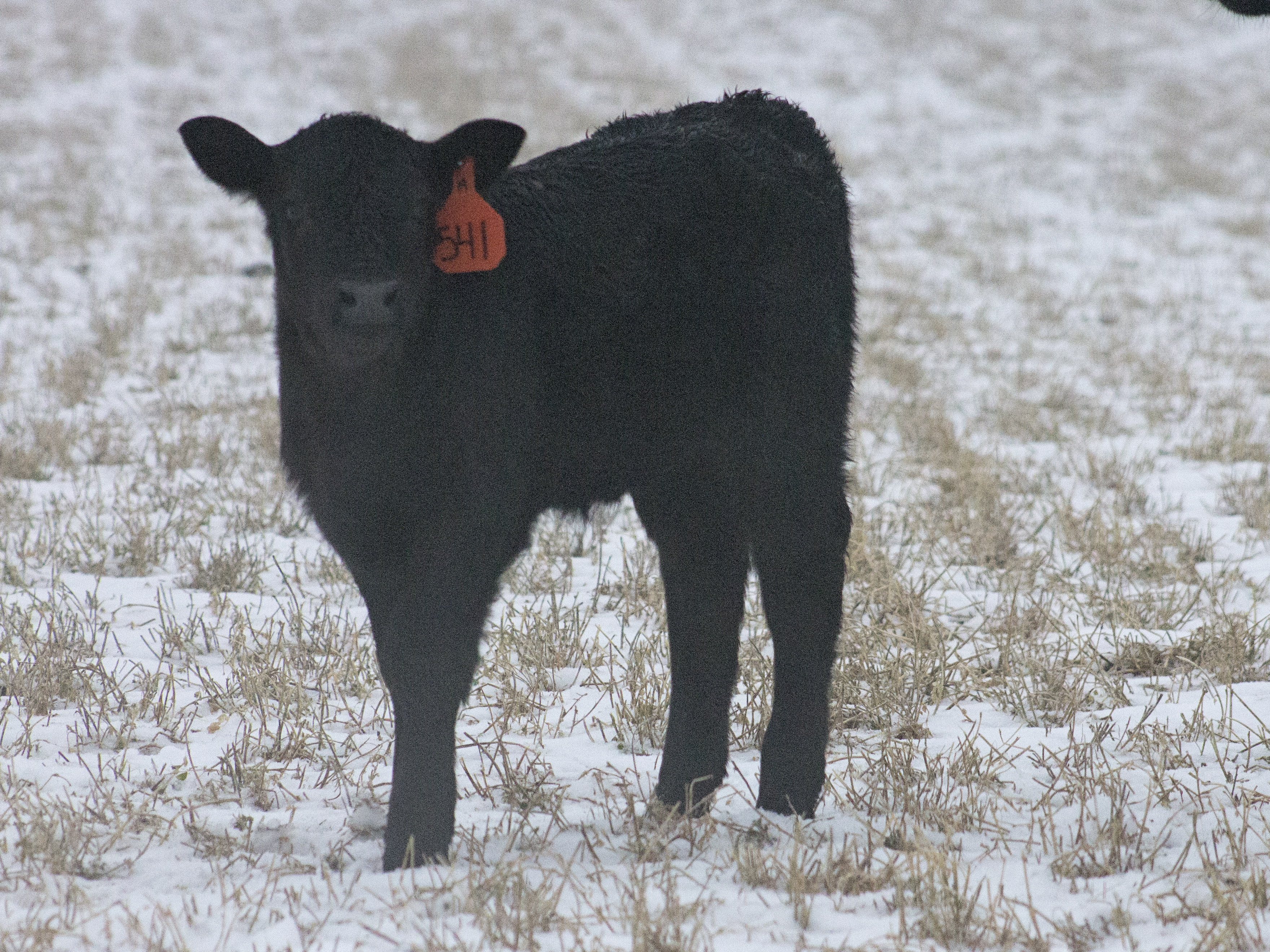 Angus Cows | Horseshoe Angus Ranch