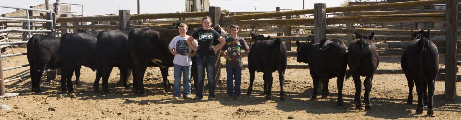 Fairview Angus Ranch Angus Show | Horseshoe Angus Ranch