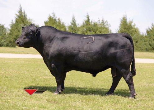 ConnealyStingray9618_lg