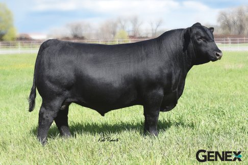 Musgrave316Stunner_lg