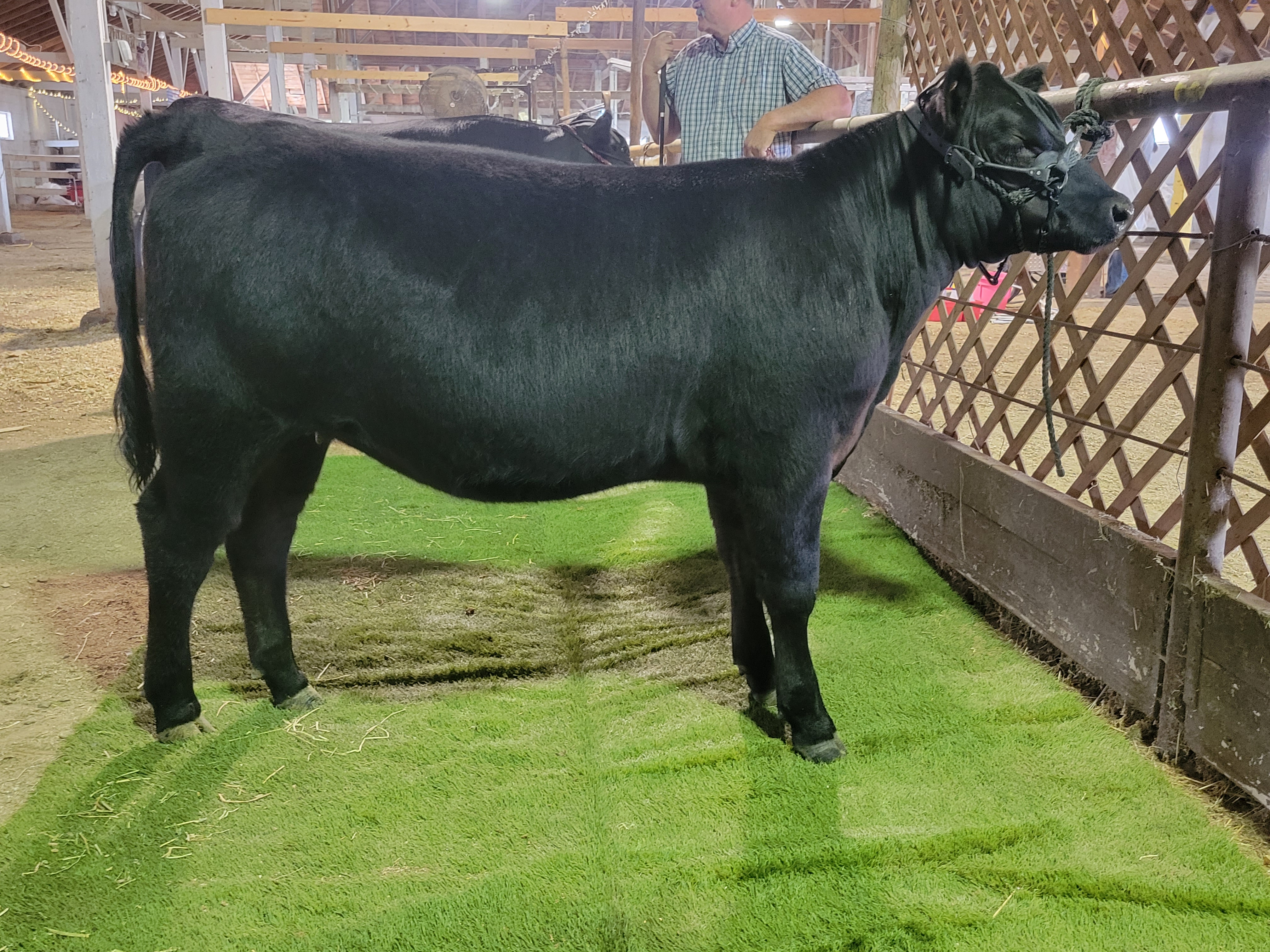 Fairview Angus Ranch Didn’t do too bad in the Angus show today. Division champion, some 2nd ...