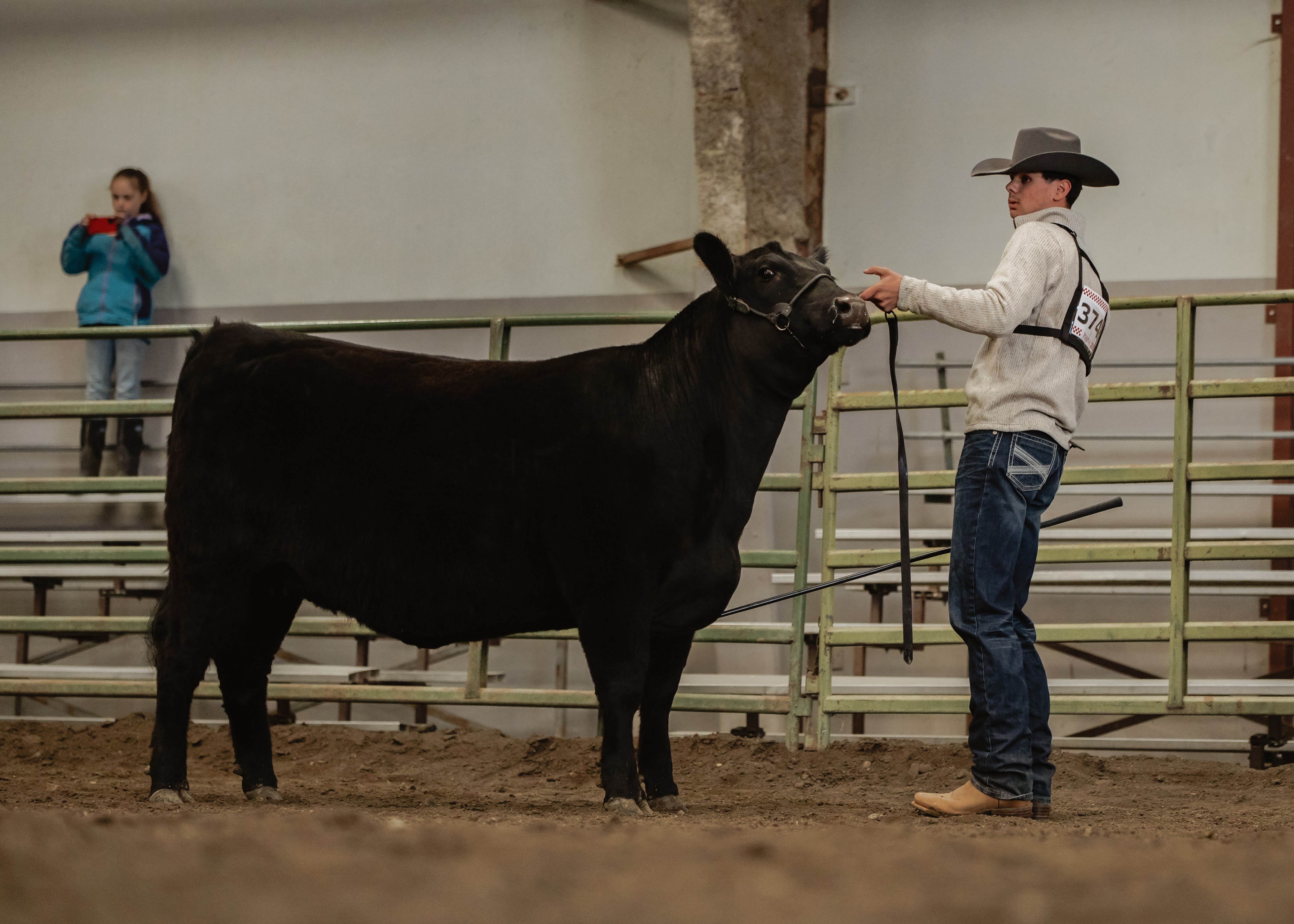 Angus Cows | Horseshoe Angus Ranch