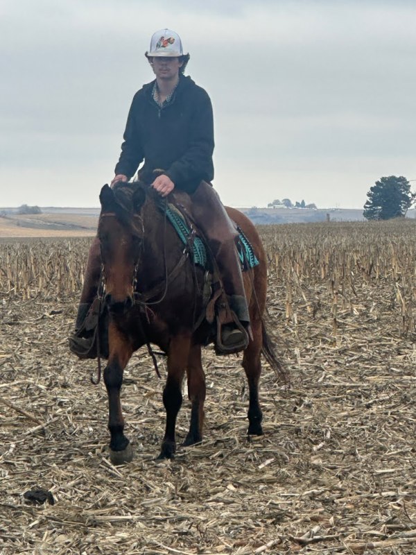 Last Week in Pictures | Horseshoe Angus Ranch