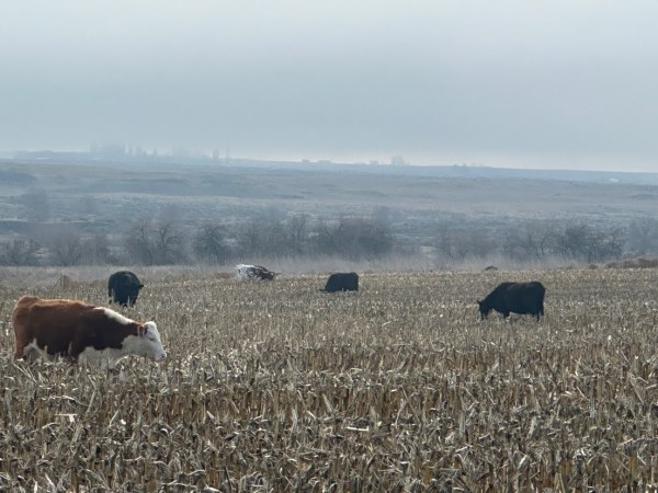 Last Week in Pictures | Horseshoe Angus Ranch