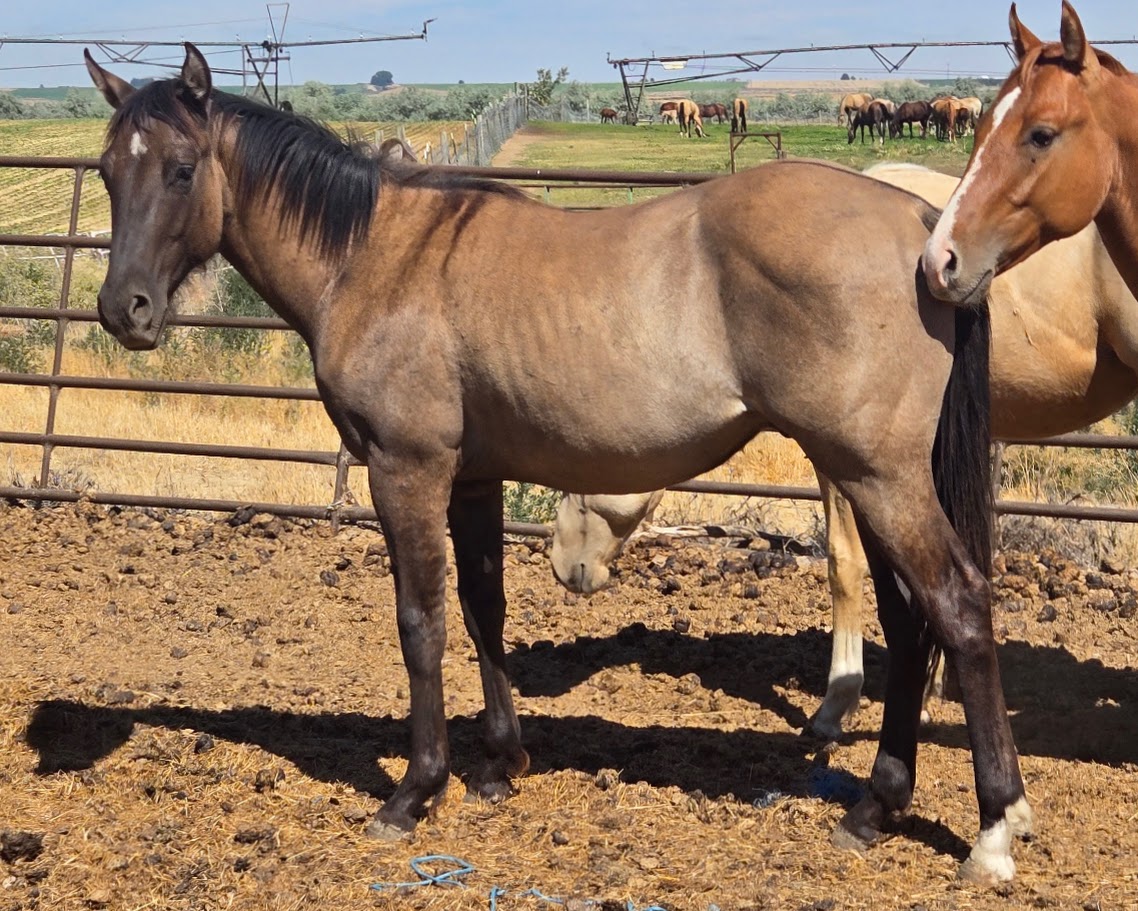 Last Week in Pictures | Horseshoe Angus Ranch